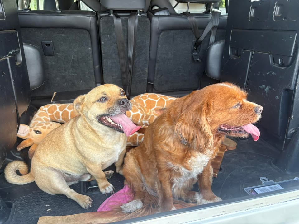 Featured image for “These little cuties have turned up at the Club!”